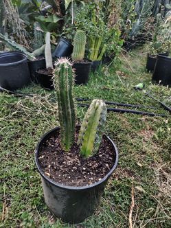 Cactus plant