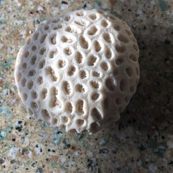 Fossilized Brain Coral 