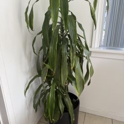Large Dracaena Fragrans in a black pot