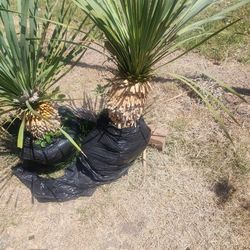 Yuccas Rostratas Blue En Bola