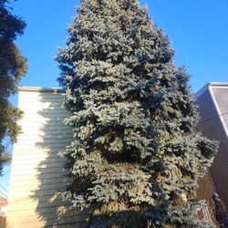 Large Tree Taller Than A 2 -flat Building And Bigger Than Most Light Poles In The City. Must Be Removed By Pro Bonded And Insured. g