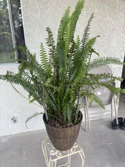 Plant