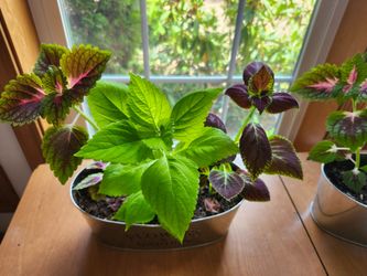 Coleus Mix