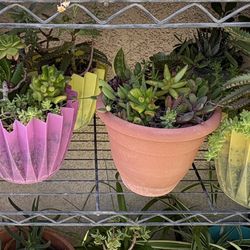 Succulent Arrangements Priced Separately 