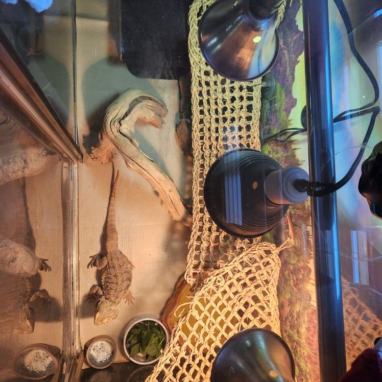 Reptile Enclosure for Sale in Mesa, AZ - OfferUp