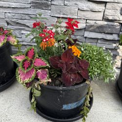 Large Pots Of Coleus Combo Plants Flowers Blooming 