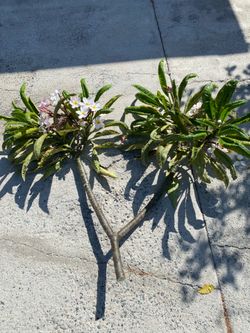 Plumeria cutting
