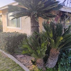 Sieko Palms
