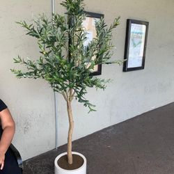 Olive Tree 6’5 Feet 