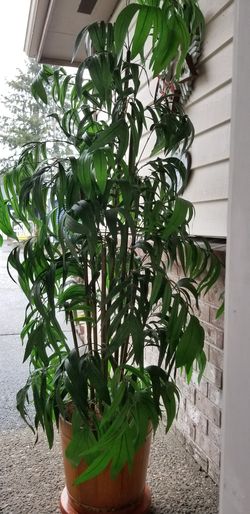 Silk bamboo