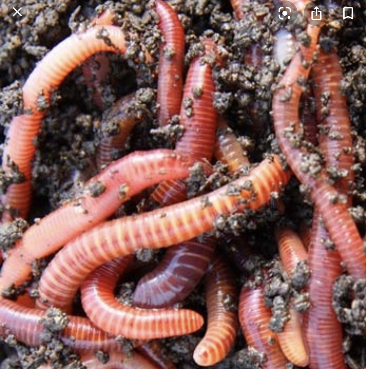 Red Composting Worms 50