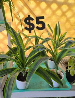 Dracaena plants