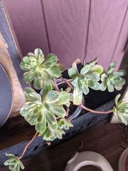 Succulents And Mini Gardens