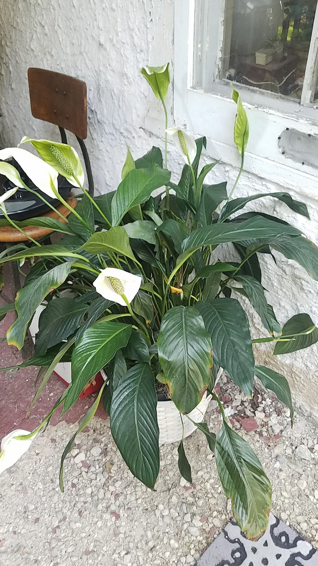Large peace lily house plant in basket