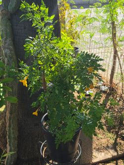 Yellow bell plants