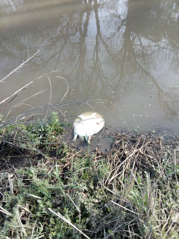Softshell Turtle Meat For Sale