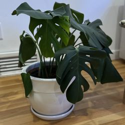 Monstera Plant (Pot Included)