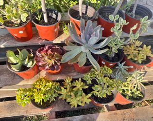 Variety of succulents plants