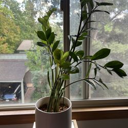 Healthy ZZ Plant – $40 OBO