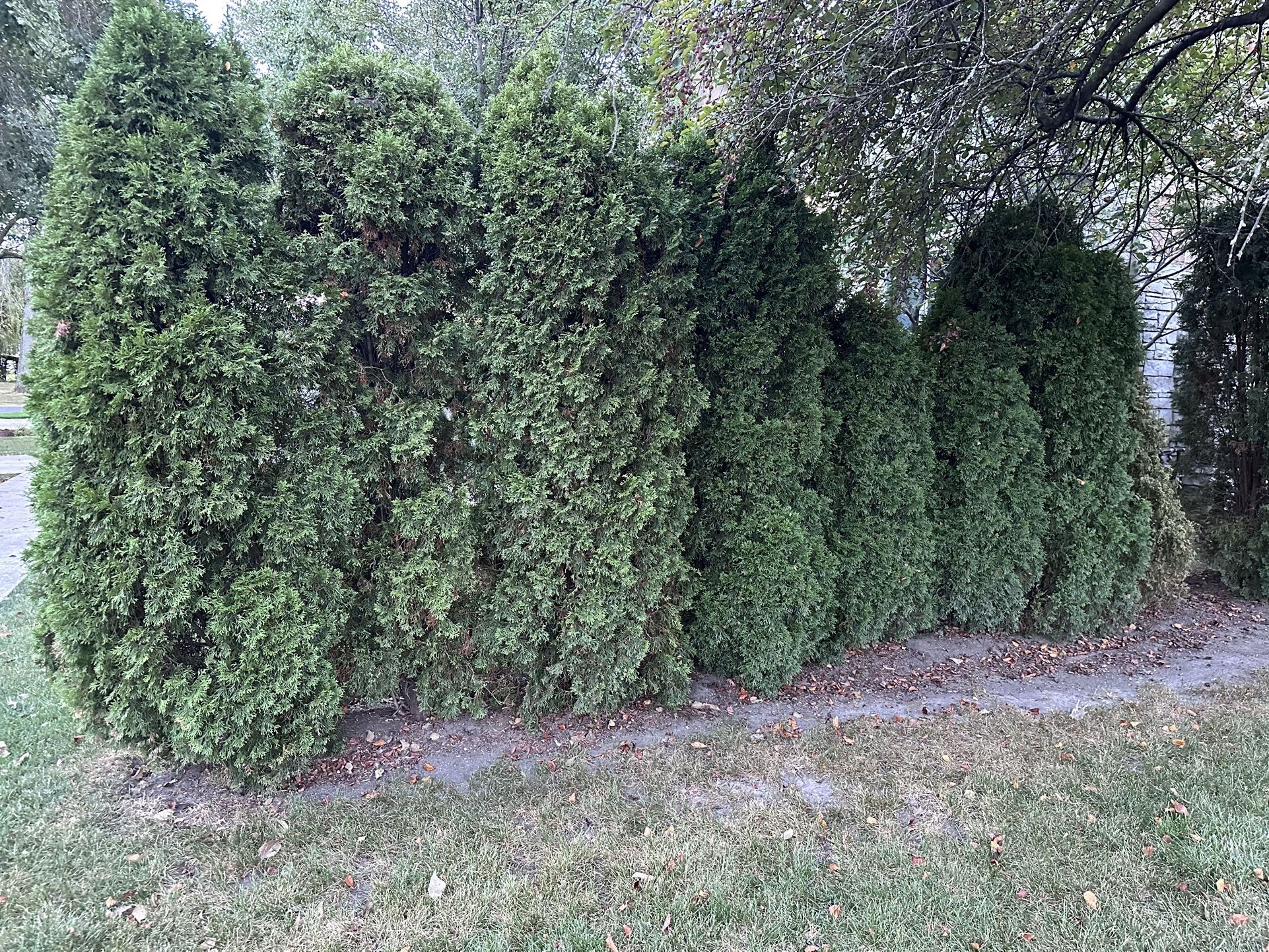 Free Arborvitaes