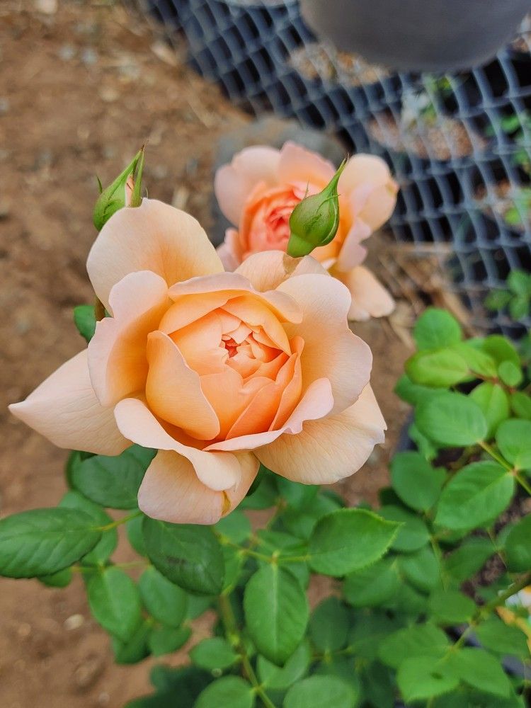 David Austin Roses Super Healthy