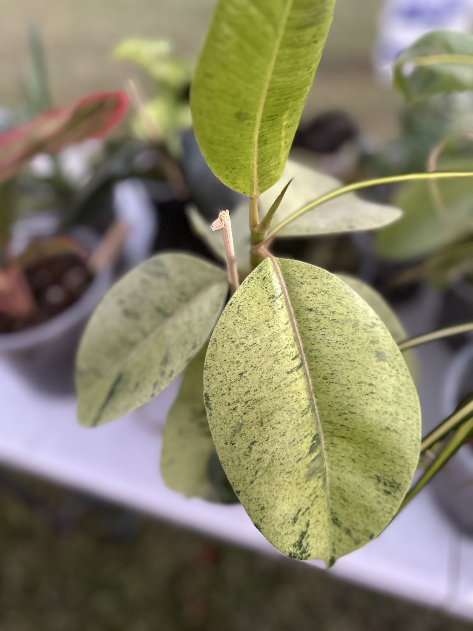 Shivereana Ficus Tree - Live Plant