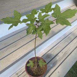 Silver Maple Tree - SHADE Tree