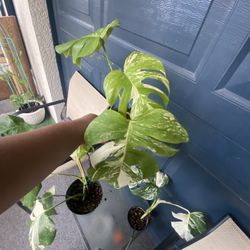 Monstera Albo White Tiger 