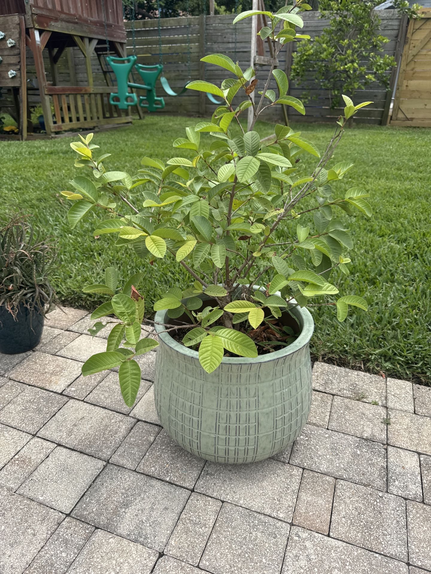 Guava Tree + Pot