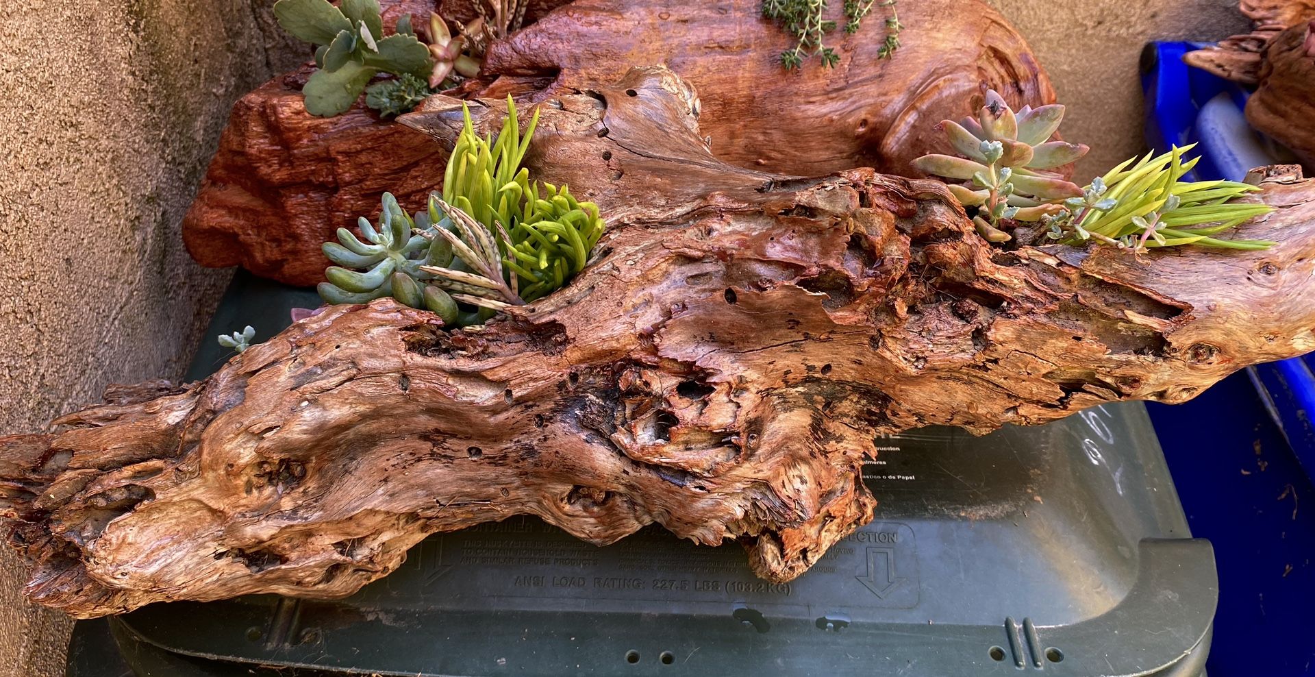 Real Stained Driftwood And Succulent Plants