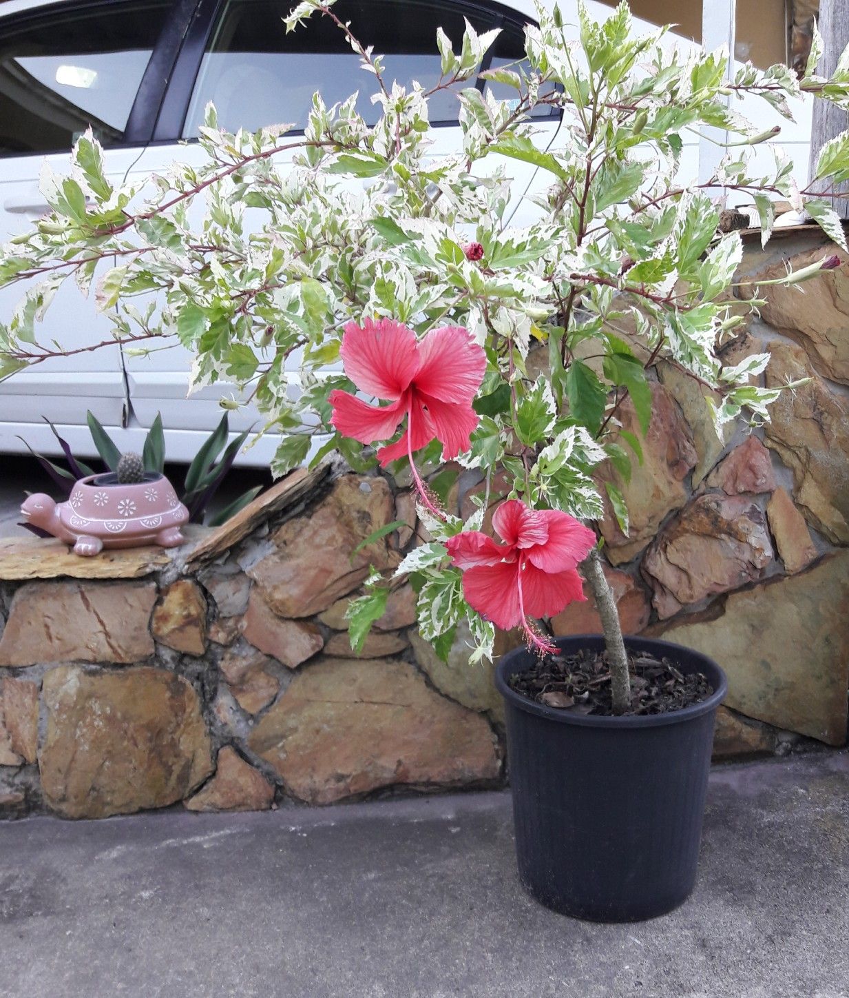 Hibiscus blooming plant in flower pot