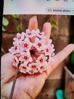 Hoya or wax plant blooming