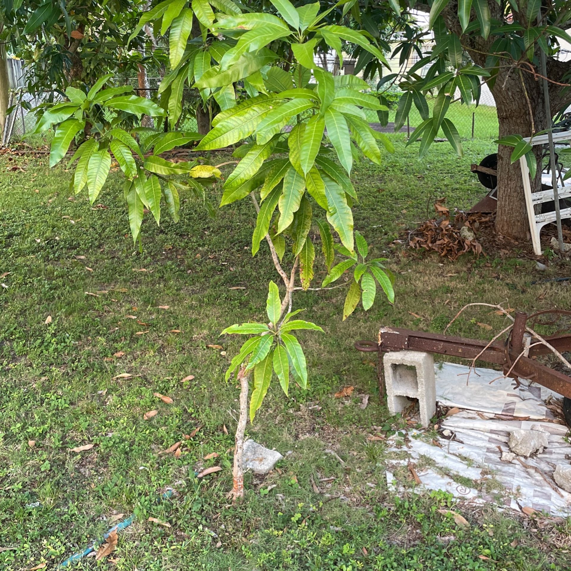 Mango Trees For Sale