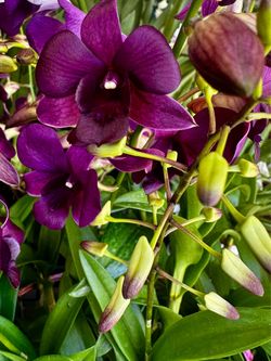 Dendrobium Hawaii Orchids Den. phong lan with many colors