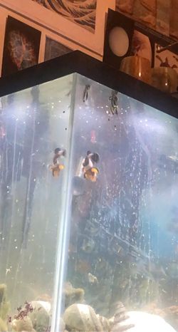20 Gallon Fish Tank With Fish