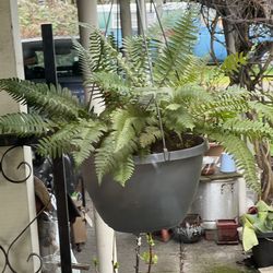 Potted Fern Plant Green