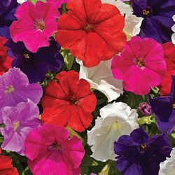 Organic Petunia Color Mix Seeds!  2026 SEASON EARLY RELEASE! Available Now!