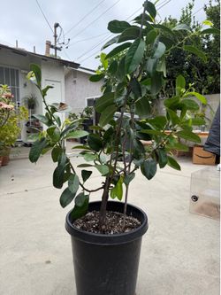 Reineke black sapote tree