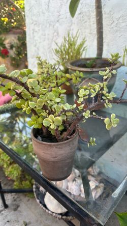 Little succulent plant