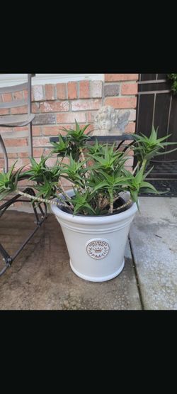 Sacculent plant it comes in nursery pot...Planta sacculenta en bote de neseria