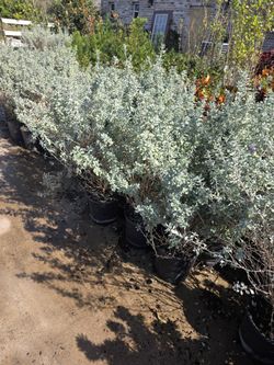 Texas Sage 3gallones 3ft Tall Flowers Purple 