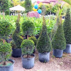 Eugenia Topiary $55.00