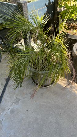Various potted plants