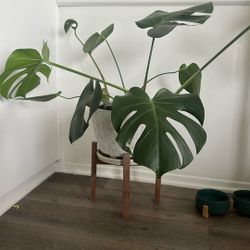 Monstera Indoor Plant