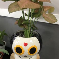 Strawberry Singonium Plant 