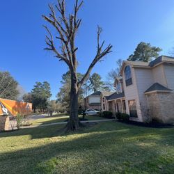 Tree Work  Tree Work Tree Work