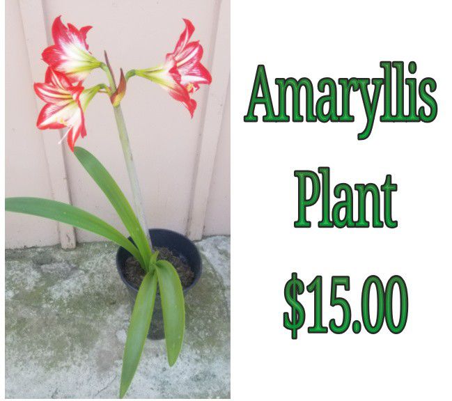 Amaryllis plant 