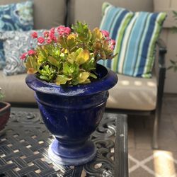 Cute Plant Pot with Succulent 
