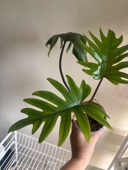 Philodendron Mayoi