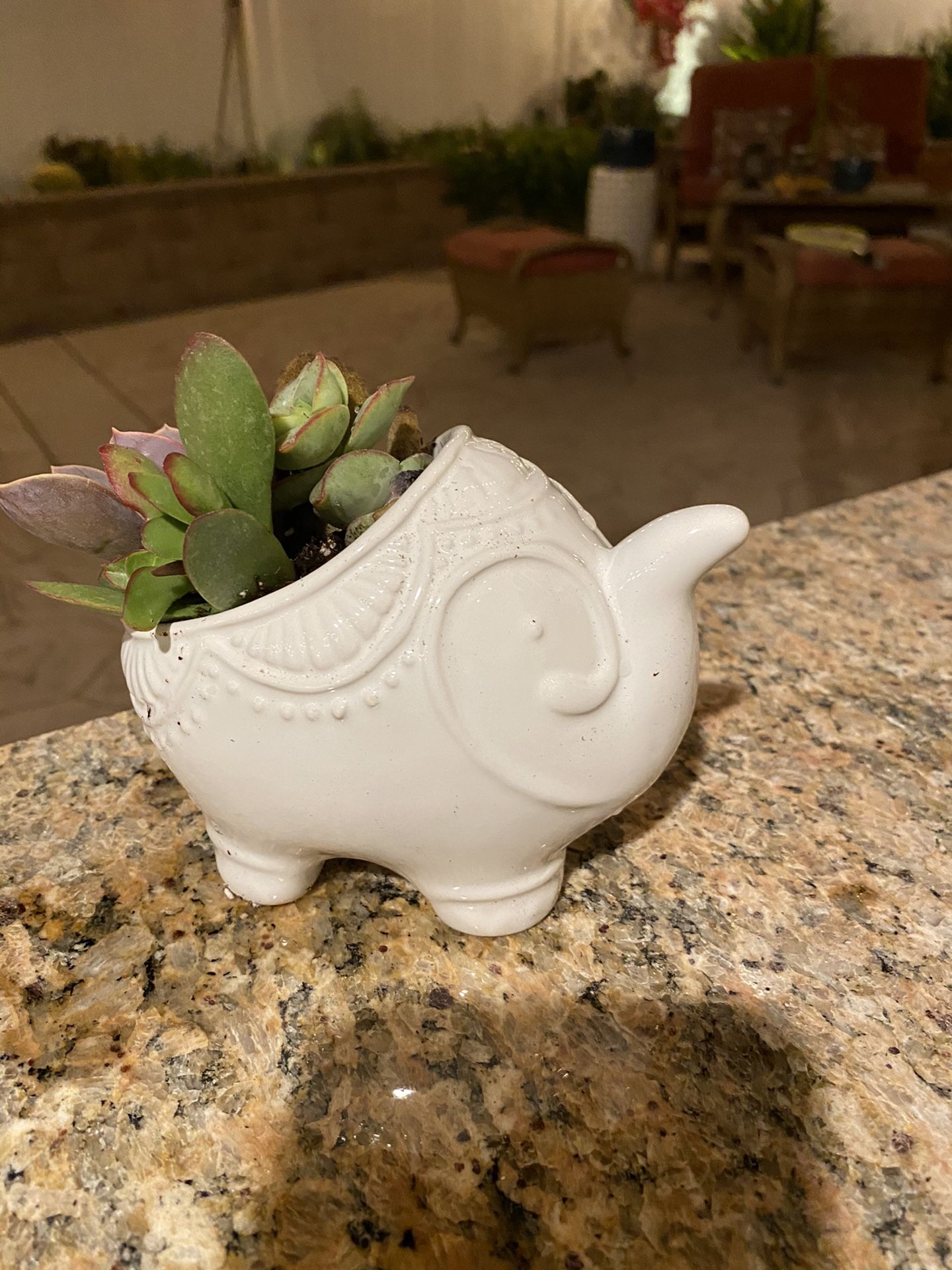 Succulent white elephant pot